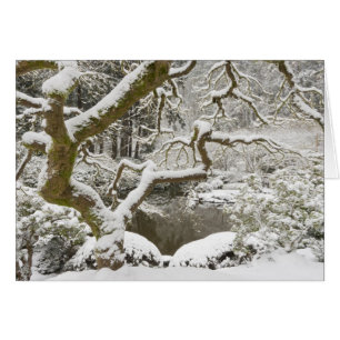 Met sneeuw bedekte Japanse esdoorn