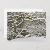 Met sneeuw bedekte Japanse esdoorn Briefkaart (Voorkant / Achterkant)
