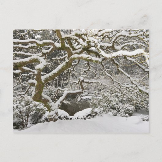 Met sneeuw bedekte Japanse esdoorn Briefkaart (Voorkant)