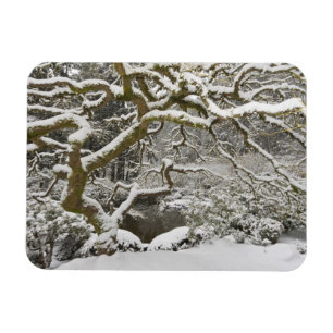 Met sneeuw bedekte Japanse esdoorn Magneet