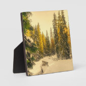 Met sneeuw bedekte pijnbomen Natuur Foto Fotoplaat (Voorkant)