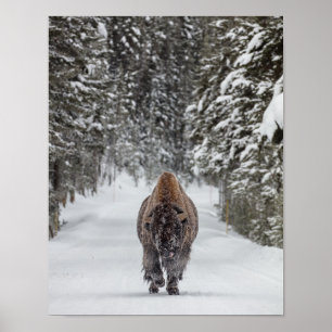 Met sneeuw bedekte stierbizon in een besneeuwd bos poster