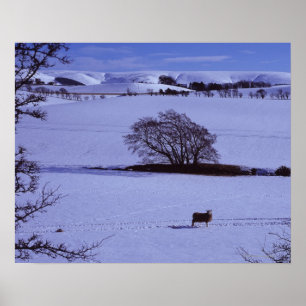 Met sneeuw bedekte velden met schapen poster