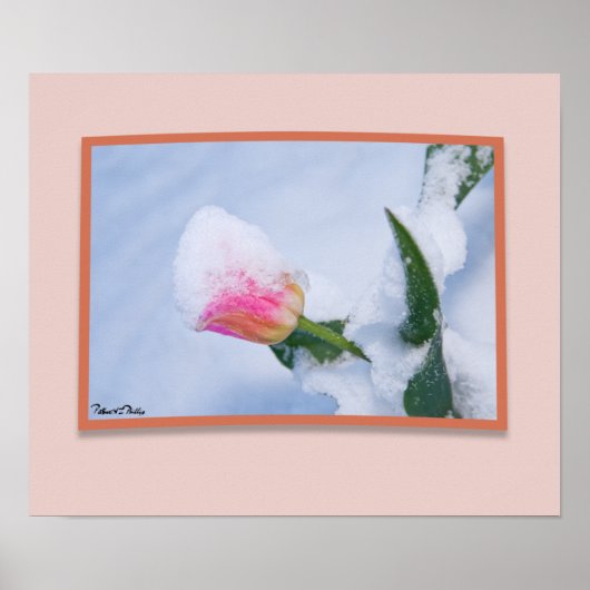 Met sneeuw beklede roze tulp poster (Voorkant)