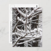 Met sneeuwbeklede bijkantoren briefkaart (Voorkant / Achterkant)