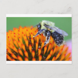 Met stuifmeel bedekte bijen op Coneflower Briefkaart