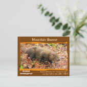 Met uitsterven bedreigde Beaver van het Point Aren Briefkaart (Staand voorkant)