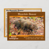 Met uitsterven bedreigde Beaver van het Point Aren Briefkaart (Voorkant / Achterkant)