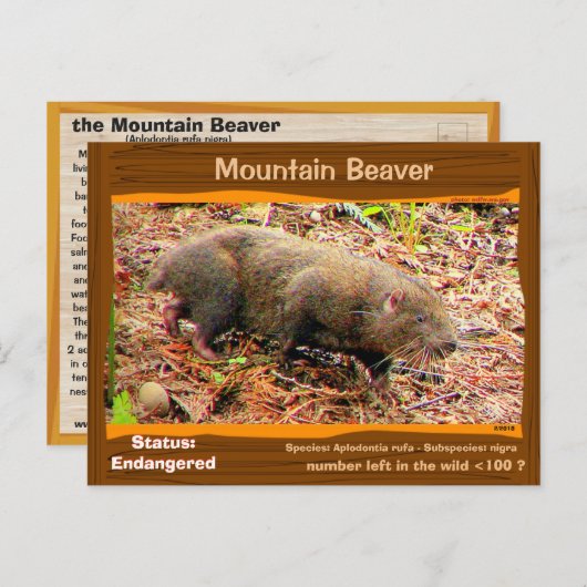 Met uitsterven bedreigde Beaver van het Point Aren Briefkaart (Voorkant / Achterkant)