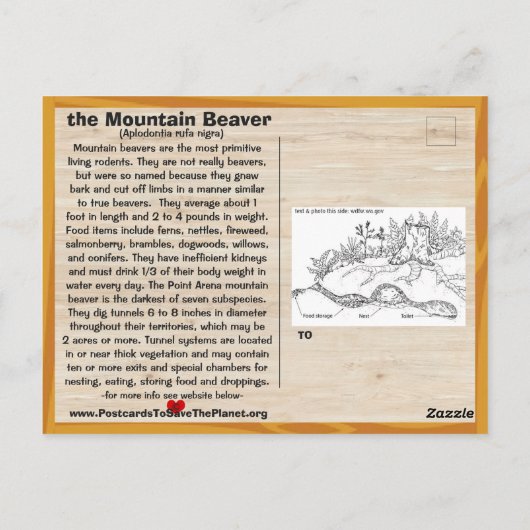 Met uitsterven bedreigde Beaver van het Point Aren Briefkaart (Achterkant)