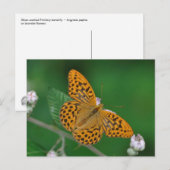 Met zilver gewassen Fritillary briefkaart (Voorkant / Achterkant)