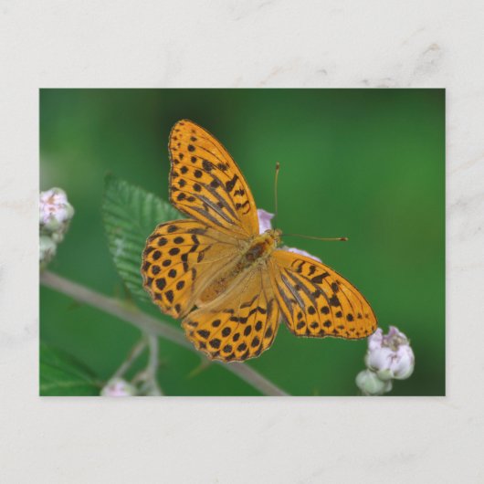 Met zilver gewassen Fritillary briefkaart (Voorkant)