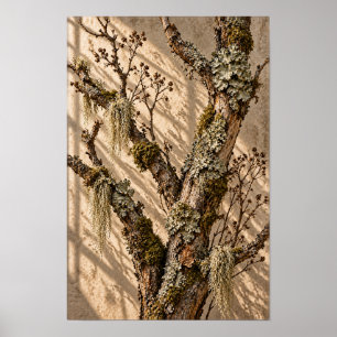 Met zonlicht bedekte mos- en korstmos-boom botanis poster