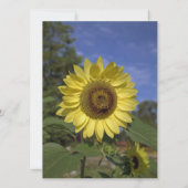 Met zonnebloemen vieren! Zomerbruiloft Kaart (Achterkant)