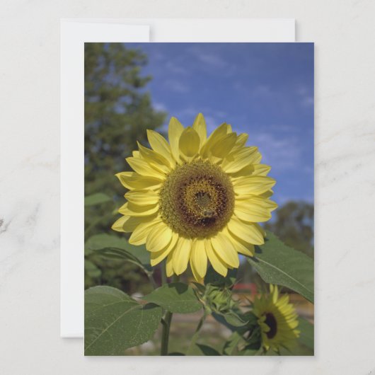 Met zonnebloemen vieren! Zomerbruiloft Kaart (Achterkant)