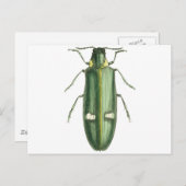 Metaalwoudbraadbeetel Briefkaart (Voorkant / Achterkant)