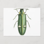 Metaalwoudbraadbeetel Briefkaart (Voorkant)