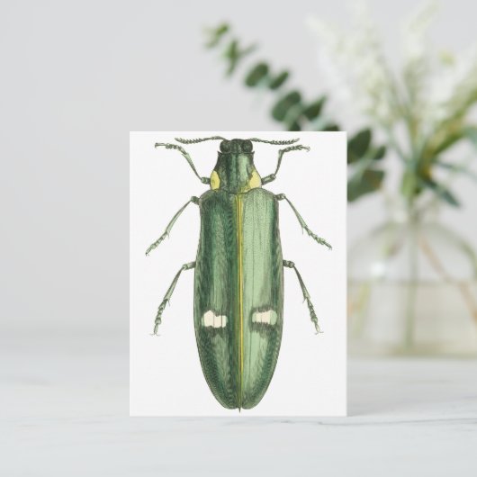 Metaalwoudbraadbeetel Briefkaart (Staand voorkant)