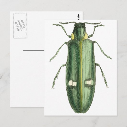 Metaalwoudbraadbeetel Briefkaart (Voorkant / Achterkant)