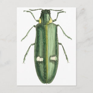 Metaalwoudbraadbeetel Briefkaart