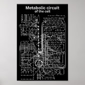 Metabole kring van de cel poster (Voorkant)