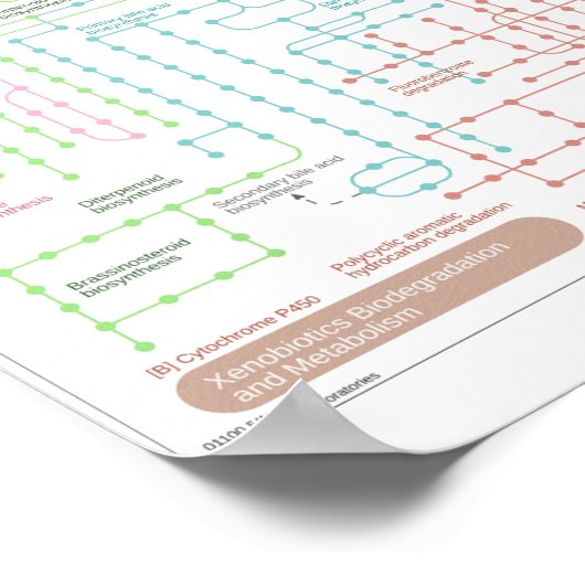 Metabole route van de cel poster (Hoek)