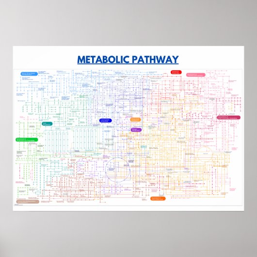 Metabole route van de cel poster (Voorkant)