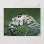 Metafid Jumping Spider Briefkaart (Voorkant)