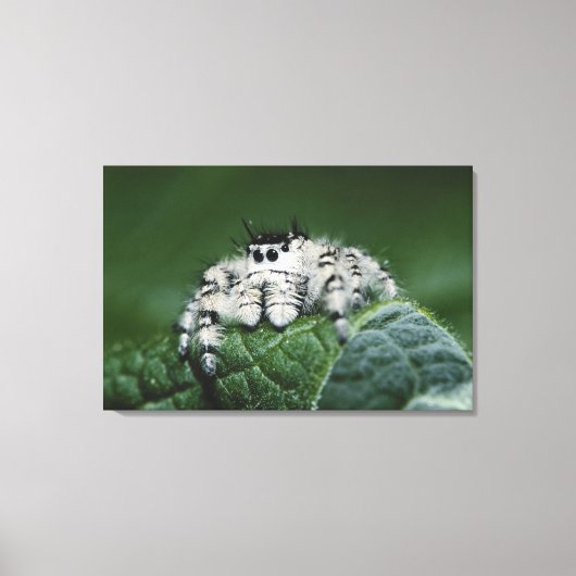 Metafid Jumping Spider Canvas Afdruk (Voorkant)
