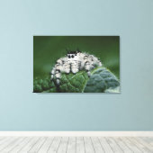 Metafid Jumping Spider Canvas Afdruk (Insitu (Houten vloer))