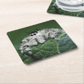 Metafid Jumping Spider Kartonnen Onderzetters (Schuin)