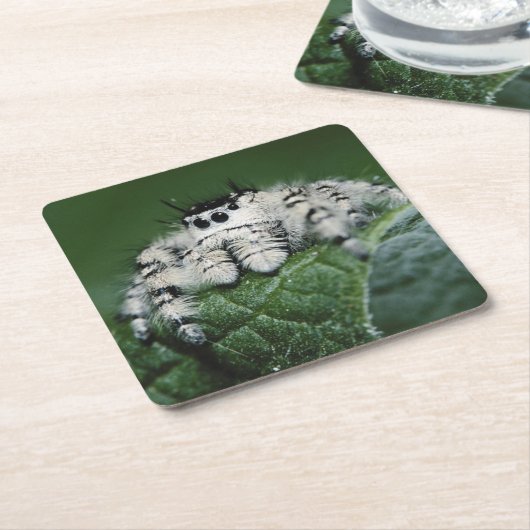 Metafid Jumping Spider Kartonnen Onderzetters (Schuin)