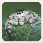 Metafid Jumping Spider Kartonnen Onderzetters (Voorkant)