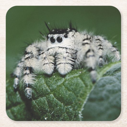 Metafid Jumping Spider Kartonnen Onderzetters (Voorkant)