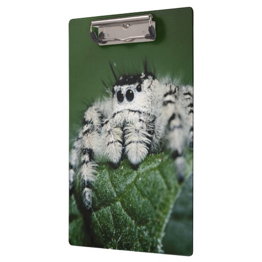 Metafid Jumping Spider Klembord (Links)