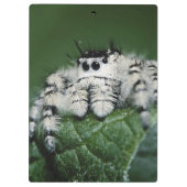 Metafid Jumping Spider Klembord (Achterkant)