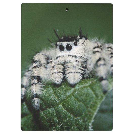 Metafid Jumping Spider Klembord (Achterkant)