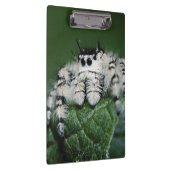 Metafid Jumping Spider Klembord (Rechts)