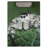 Metafid Jumping Spider Klembord (Voorkant)