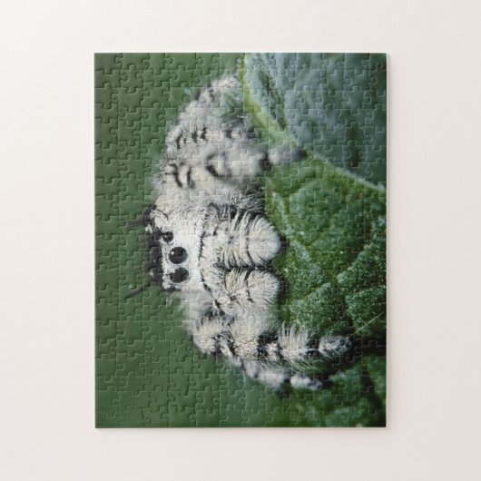 Metafid Jumping Spider Legpuzzel (Verticaal)