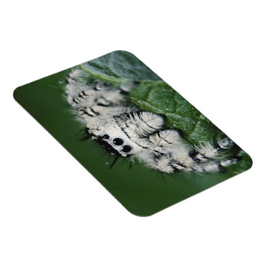 Metafid Jumping Spider Magneet (Rechterzijde)