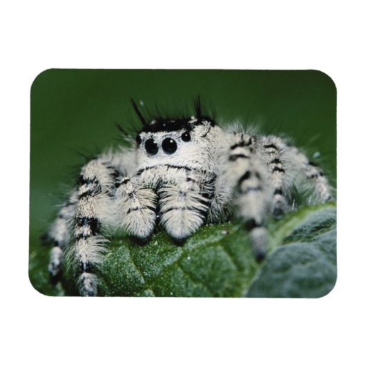 Metafid Jumping Spider Magneet (Horizontaal)