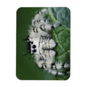 Metafid Jumping Spider Magneet (Verticaal)
