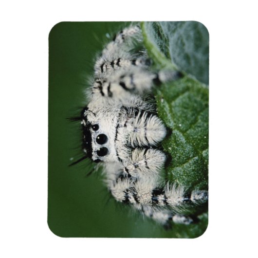 Metafid Jumping Spider Magneet (Verticaal)
