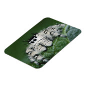 Metafid Jumping Spider Magneet (Linkerzijde)