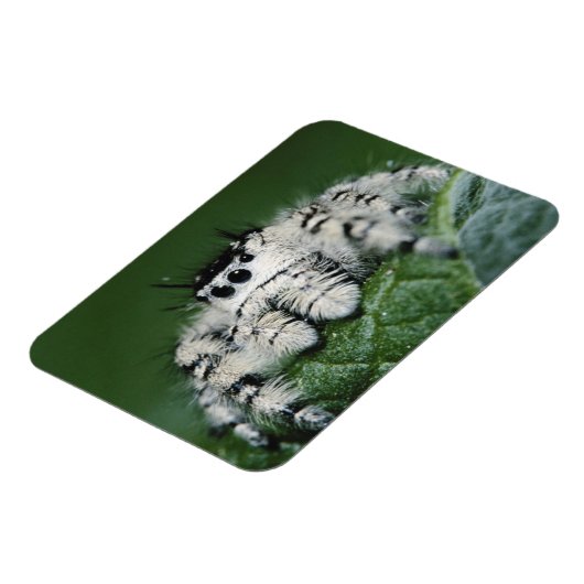Metafid Jumping Spider Magneet (Linkerzijde)