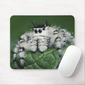 Metafid Jumping Spider Muismat (Met muis)