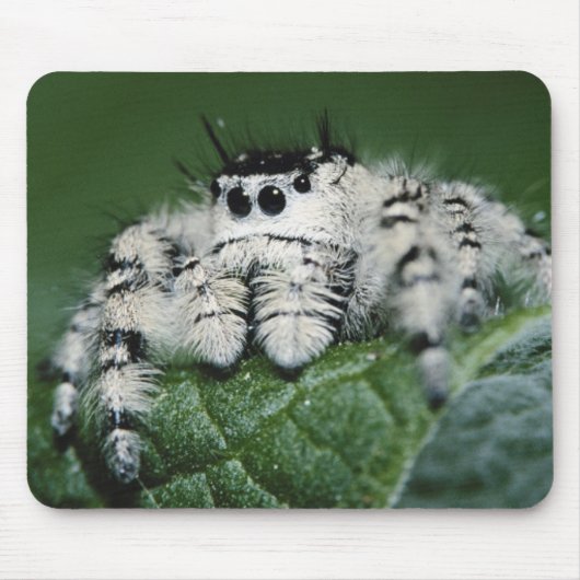 Metafid Jumping Spider Muismat (Voorkant)