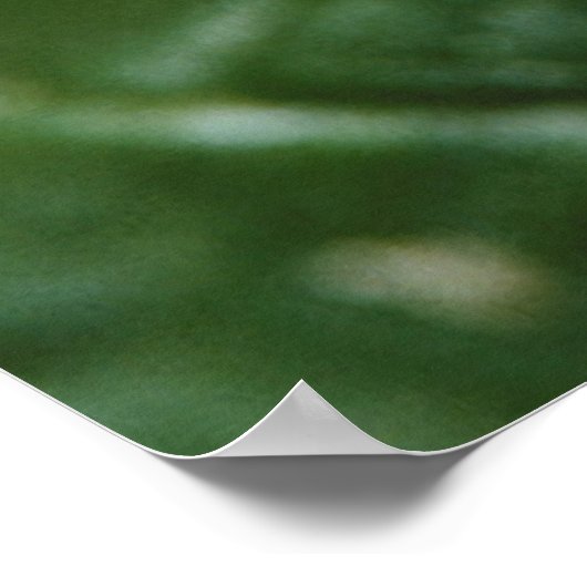 Metafid Jumping Spider Poster (Hoek)