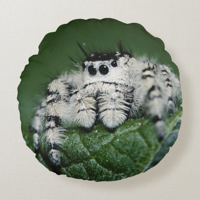 Metafid Jumping Spider Rond Kussen (Voorkant)
